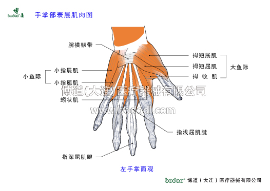 手關(guān)節(jié)常見(jiàn)傷病與健康防護(hù)
