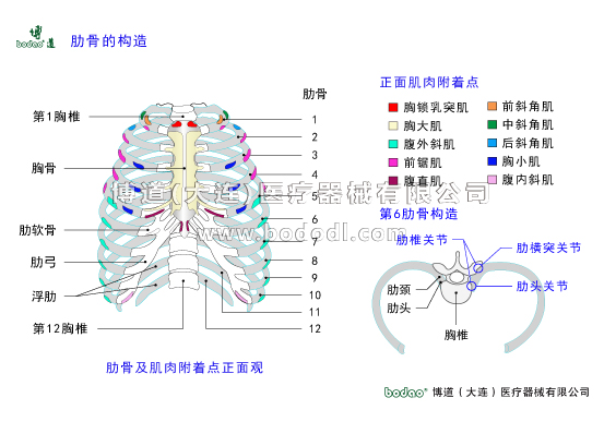 胸肋部常見疾病與健康護(hù)理