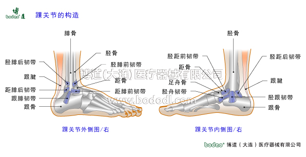 踝關(guān)節(jié)的構(gòu)造與常見傷病