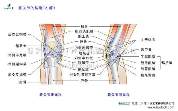 膝關(guān)節(jié)的構(gòu)造，膝蓋滑囊結(jié)構(gòu)，膝關(guān)節(jié)半月板，膝關(guān)節(jié)韌帶與肌肉構(gòu)造，博道透氣性醫(yī)用護(hù)膝膝關(guān)節(jié)固定帶，髕上囊髕下脂肪墊膝關(guān)節(jié)液，髕股關(guān)節(jié)股脛關(guān)節(jié)股骨內(nèi)側(cè)髁外側(cè)髁脛骨髁，脛骨平臺(tái)，前后交叉韌帶前后十字韌帶髕骨韌帶，膝關(guān)節(jié)滑膜關(guān)節(jié)囊，股四頭肌肌腱脛骨粗隆關(guān)節(jié)軟骨鵝足腱滑囊，半膜肌腱股薄肌腱縫匠肌腱髕韌帶內(nèi)側(cè)副韌帶外側(cè)副韌帶腘斜韌帶髕下深囊，髂脛束膝關(guān)節(jié)活動(dòng)度，膝關(guān)節(jié)疾病的預(yù)防與治療，膝關(guān)節(jié)角度可調(diào)式卡盤(pán)固定支