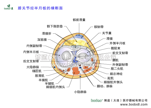 膝關(guān)節(jié)半月板的構(gòu)造，膝關(guān)節(jié)的構(gòu)造截面圖，膝關(guān)節(jié)滑膜髕前滑囊髕韌帶，膝關(guān)節(jié)囊膝關(guān)節(jié)滑囊，髂脛束跑步膝，膝關(guān)節(jié)內(nèi)外側(cè)半月板及主要人帶的構(gòu)造與功能，交叉韌帶十字韌帶，博道醫(yī)用護(hù)膝角度可調(diào)式膝關(guān)節(jié)卡盤(pán)固定支架腿，部下肢可骨折固定夾板，腘肌腱外側(cè)副韌帶股二頭肌腓總神經(jīng)趾肌腘動(dòng)脈腘靜脈腓腸大小隱靜脈半腱肌半膜肌股薄肌縫匠肌板股后韌帶板股前韌帶內(nèi)側(cè)半月板內(nèi)側(cè)副韌帶，膝關(guān)節(jié)滑膜折。髕下脂肪墊，伸膝裝置與屈膝裝置