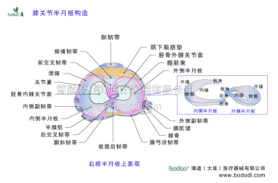 膝關(guān)節(jié)半月板的構(gòu)造與功能。半月板位于股骨髁與脛骨平臺(tái)之間由內(nèi)側(cè)半月板和外側(cè)半月?tīng)罾w維軟骨組成。膝關(guān)節(jié)半月板損傷的原因、癥狀與治療方法。膝關(guān)節(jié)的構(gòu)造。膝關(guān)節(jié)半月板上面觀。博道醫(yī)用膝關(guān)節(jié)固定帶可調(diào)式半月板術(shù)后卡盤(pán)固定支架可調(diào)式膝關(guān)節(jié)置換固定支架膝關(guān)節(jié)骨折固定支具髕韌帶髕下脂肪墊脛骨外髁髂脛束外側(cè)副韌帶腘肌腱腘弓狀韌帶板股后韌帶腘斜韌帶后交叉韌帶半膜肌內(nèi)側(cè)副韌帶MCL脛骨內(nèi)髁膝關(guān)節(jié)囊滑膜前交叉韌帶ACL膝