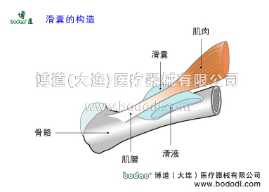 膝關(guān)節(jié)滑囊炎博道醫(yī)用護(hù)膝關(guān)節(jié)固定帶膝關(guān)節(jié)周圍滑囊炎滑囊的構(gòu)造與作用。膝關(guān)節(jié)有多少個(gè)滑囊髕上囊腘肌囊腓腸肌內(nèi)側(cè)囊髕前囊髕下淺囊髕下深囊股二頭肌腱與腓側(cè)副韌帶和腓骨頭間滑囊腓側(cè)副韌帶與腘肌腱間滑囊腓腸肌外側(cè)囊鵝足囊半膜肌囊半膜肌固有囊半膜肌半腱肌囊半膜肌與腓側(cè)副韌帶囊髕前滑囊炎髕下深滑囊炎鵝足滑囊炎腘窩滑囊炎膝關(guān)節(jié)滑囊炎專用加壓固定帶，膝關(guān)節(jié)固有滑囊，鵝足腱肌腱炎的癥狀與治療，透氣性加壓護(hù)膝保暖矯形加壓