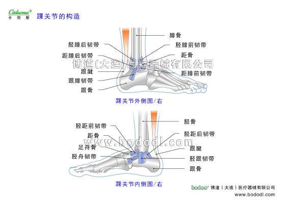 踝關(guān)節(jié)的運(yùn)動(dòng)損傷與防護(hù)