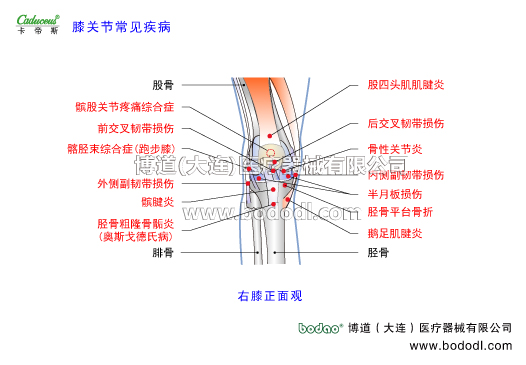 膝關(guān)節(jié)的運動損傷與防護(hù)