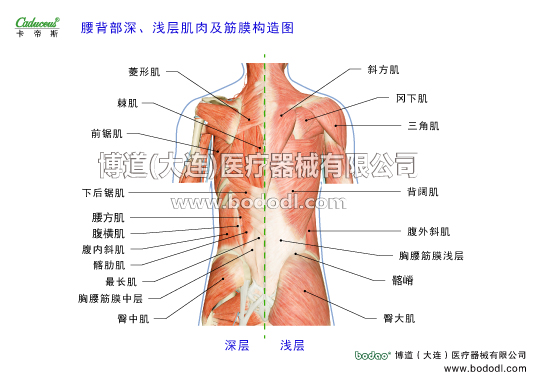 腰椎部的運動損傷與防護