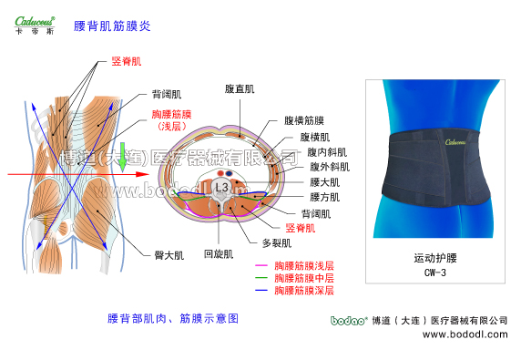 腰椎部的運動損傷與防護