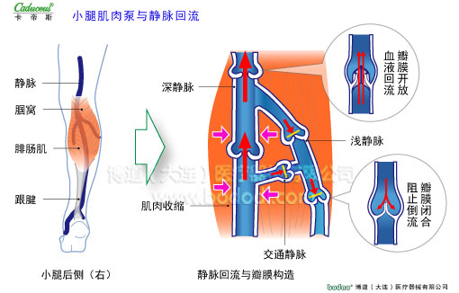 肌肉的運(yùn)動(dòng)性疲勞與加壓護(hù)理
