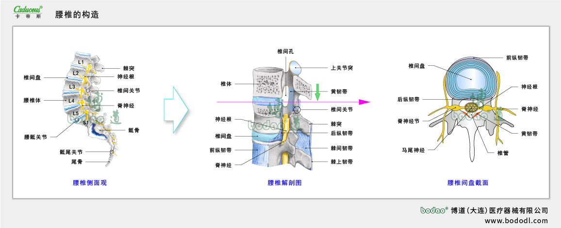 腰椎的構(gòu)造
