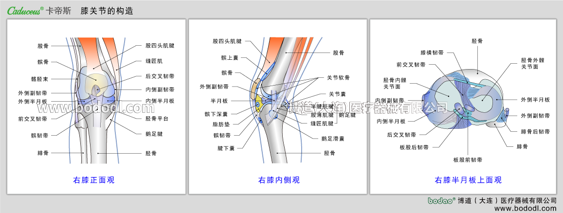 膝関節(jié)の構(gòu)造