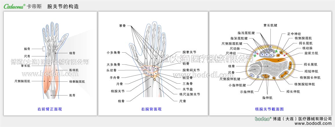 手関節(jié) の構(gòu)造