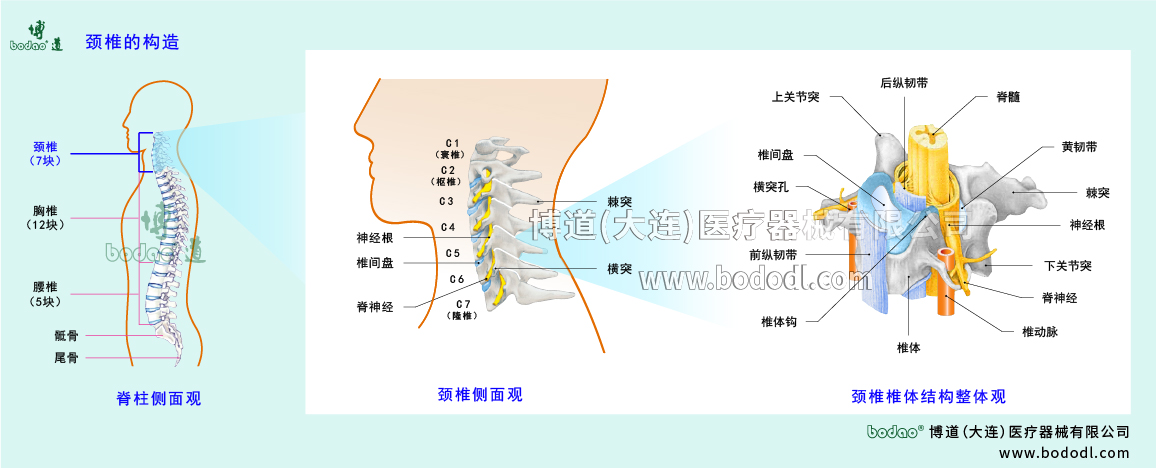 頸椎的構(gòu)造