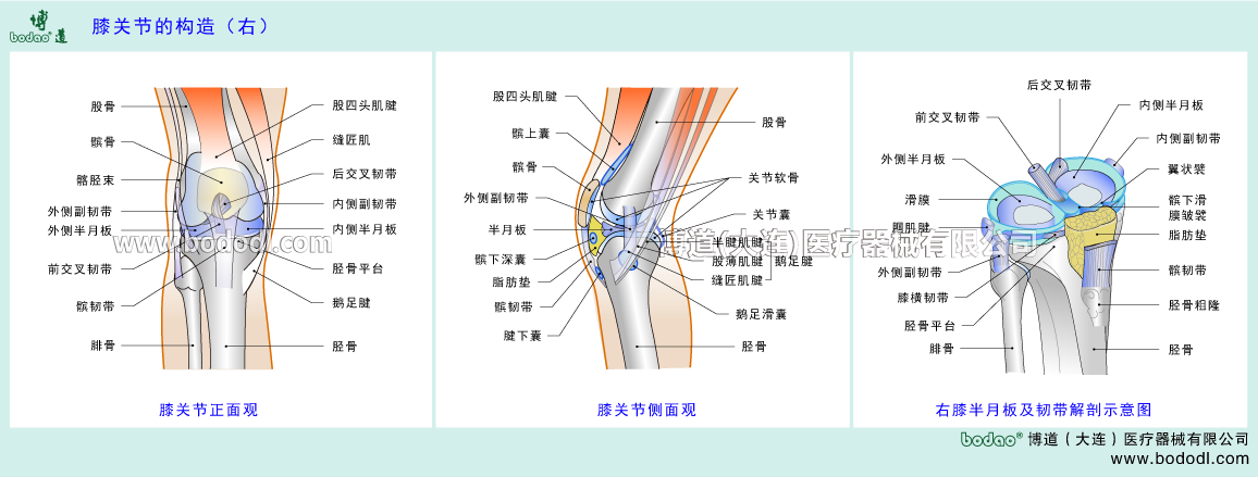 膝関節(jié)の構(gòu)造