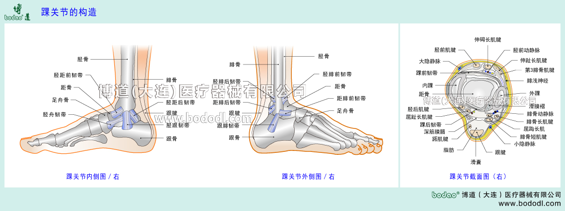足関節(jié)の構(gòu)造