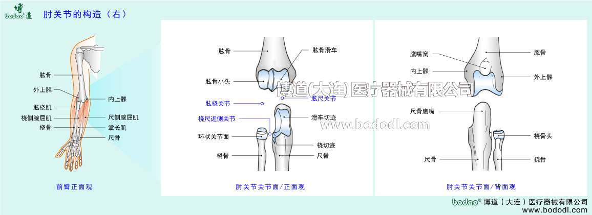 肘の構(gòu)造