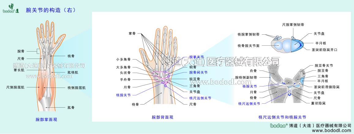 手関節(jié) の構(gòu)造