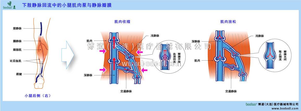小腿肌肉泵與靜脈瓣膜的構(gòu)造與功能