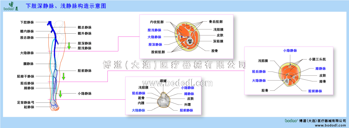 下肢靜脈的構(gòu)造與靜脈回流